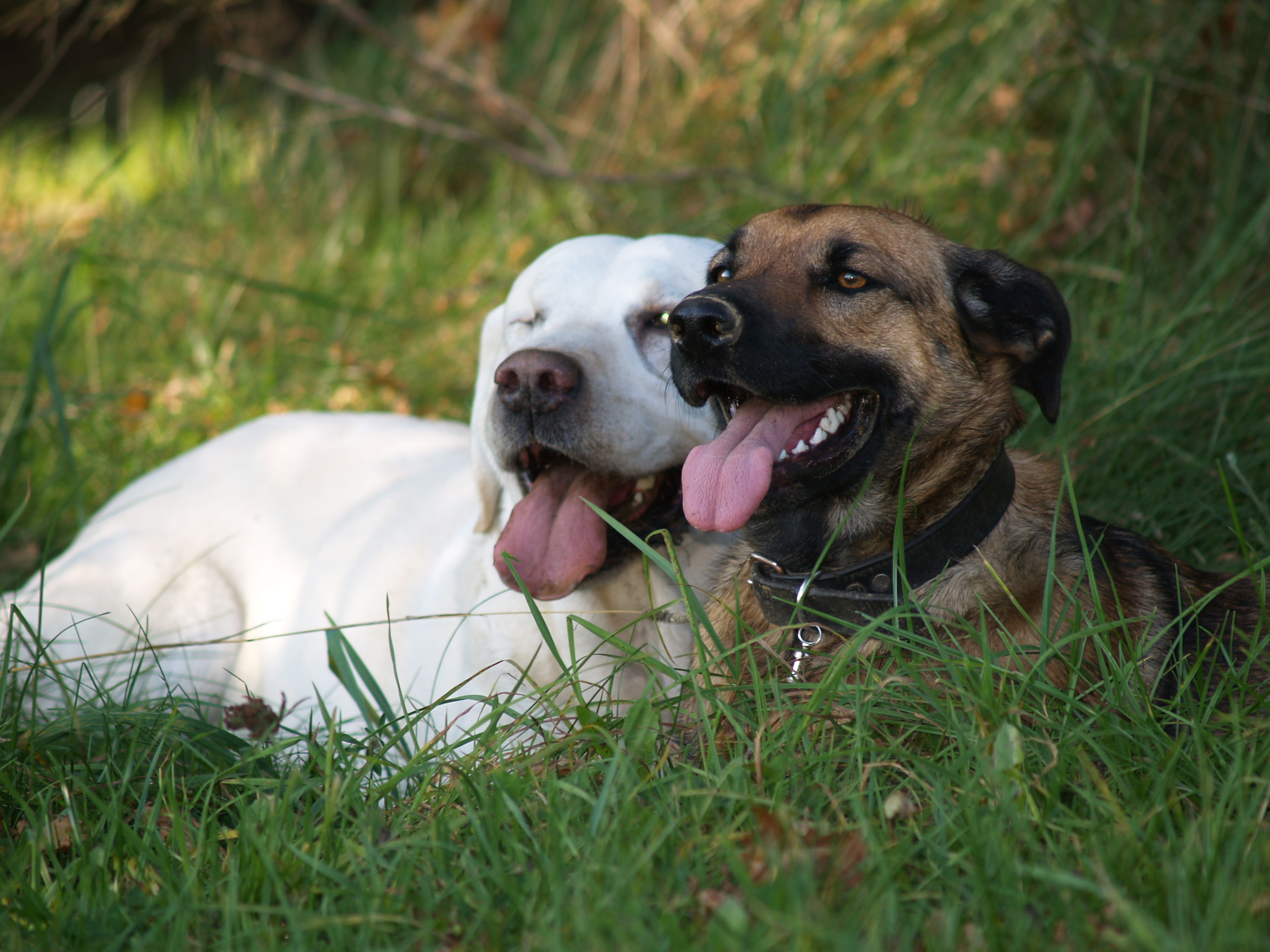 Two Dogs Laying in the Grass Panting 
