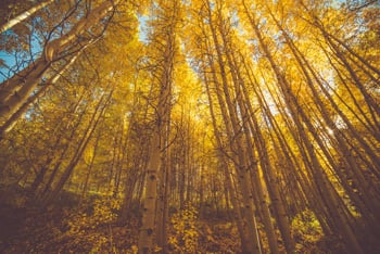 Beautiful Golden Aspens in Colorado make for the perfect sight seeing opportunity this fall