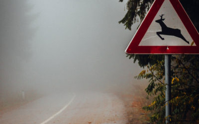 How to Deal with Wildlife on the Road | Infographic